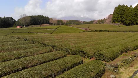 Rising-aerial-reveal-of-beautiful-green-tea-fields-and-cloudy-Mount-Fuji