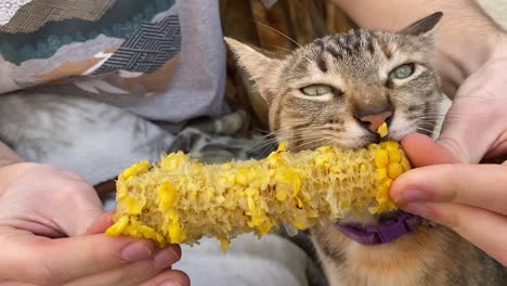 Funny-kitty-eating-a-corncob