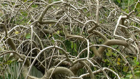 Kahle-Äste-Des-Maulbeerbaums