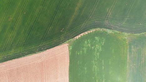 Aerial-view-of-a-field-with-green-sprouting-young-vegetation-and-a-yellow-ungreen-field-surface,-abstract-impression
