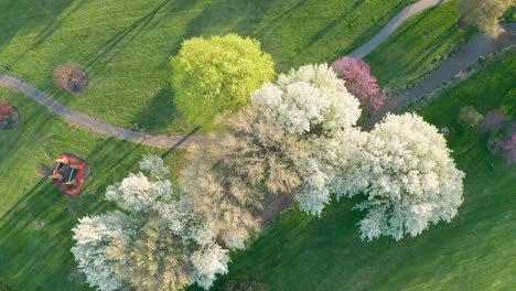 Top-down-aerial-of-person-walking-on-trail-through-beautiful-blooming-trees-during-spring-season