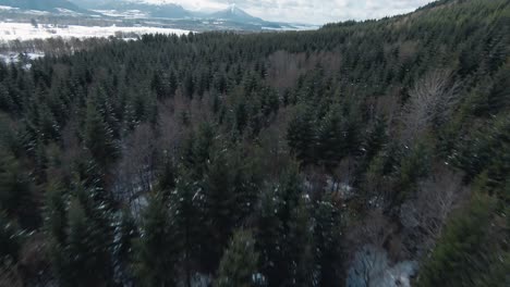 Drone-quickly-flying-over-a-large-spruce-forest-scenery-on-a-mountain-side,-snow-covered-mountains-in-the-background