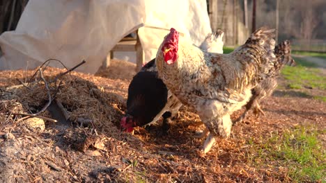 Viele-Hühnerhühner-Suchen-Am-Herbsttag-Auf-Dem-Ackerland-Nach-Nahrung