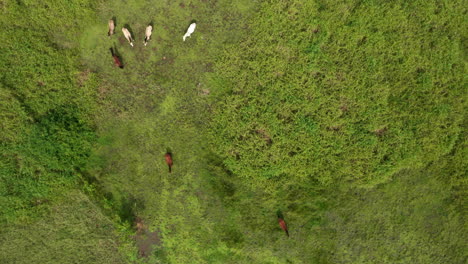 Top-down-aerial-of-wild-horses-in-Cahuita-Park-standing-in-green-field