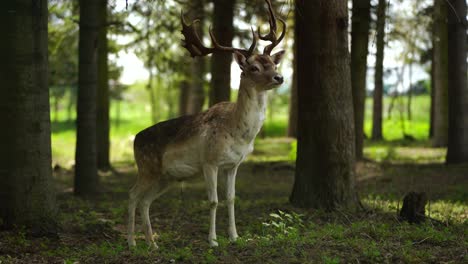Whitetail-deer-pee-inside-forest,-staying-alert-surrounded-by-trees