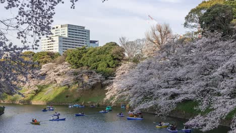 Slow-zoom-in-time-lapse-at-Chidorigafuchi-Sakura-Moat-in-Tokyo-with-boats