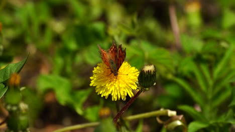 Schmetterling-Sitzt-Auf-Gelber-Blume-Und-Sammelt-Pollen,-Nahaufnahme-Makroaufnahme-Auf-Grünem-Hintergrund