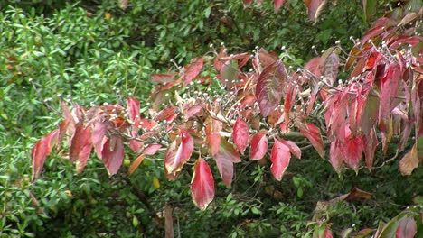 Dogwood-tree--in-autumn-with-red-leaves