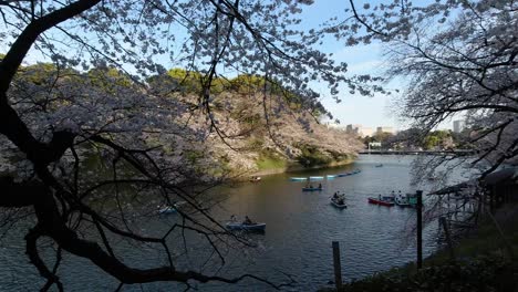 Ruhige-Und-Entspannende-Landschaft-Am-Chidorigafuchi-graben-Während-Der-Sakura-saison-In-Tokio