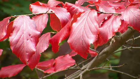 Glänzend-Rote-Blätter-Von-Laubbäumen-Im-Herbst