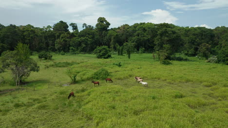 Peaceful-group-of-horses-standing-and-grazing-in-lush-field-in-Costa-Rica