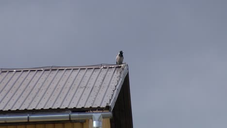 The-crow-sat-on-the-roof-of-the-house-and-flew-away