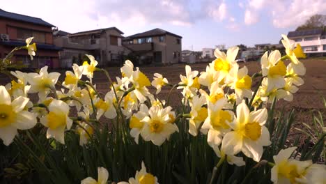 Beautiful-spring-daffodils-softly-waving-in-wind-in-rural-scenery