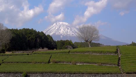 Slow-tilt-up-over-beautiful-green-tea-fields-in-Shizuoka,-Japan