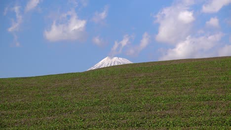 Abstract-view-of-top-of-Mount-Fuji-peaking-out-from-behind-green-tea-fields-in-Japan