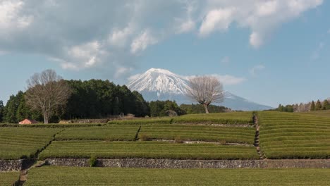 Hermoso-Día-Timelapse-En-El-Monte-Fuji-En-Japón-Con-Campos-De-Té-Verde