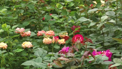 Rosas-De-Primavera-En-El-Vivero