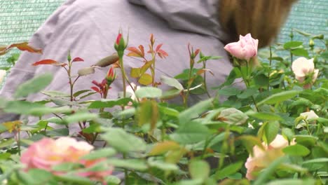 Rosas-De-Primavera-En-El-Vivero