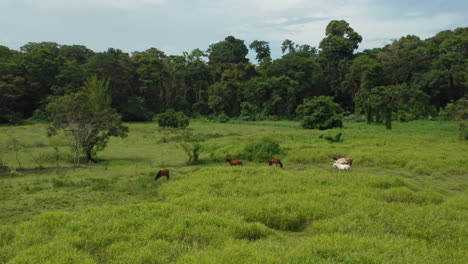Borde-De-La-Selva-Del-Parque-Nacional-Cahuita-Con-Tierras-De-Cultivo-Y-Caballos,-Costa-Rica