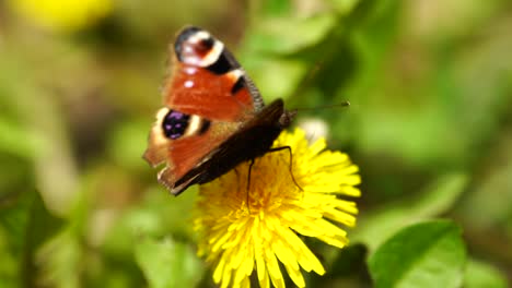Schöner-Schmetterling-Mit-Braunen-Orangefarbenen-Formen,-Die-Auf-Gelber-Blume-Und-Fliegen-Stehen