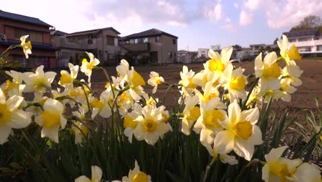 Close-up-of-beautiful-yellow-and-white-daffodils-waving-in-wind