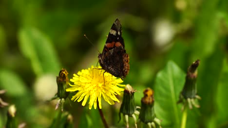 Red-Admiral-butterfly-gathering-nectar-on-yellow-flower-with-blurry-green-background