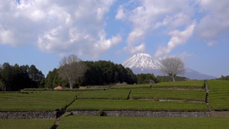 Hermoso-Paisaje-Con-Terrazas-De-Campo-De-Té-Verde-Y-Monte-Fuji-En-Japón