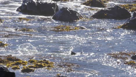 A-couple-of-Fur-Seals-playing-and-jumping-in-shallow-water-surrounded-by-seaweed-with-waves-washing-over-them