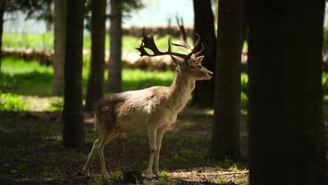 Deer-standing-proud-surrounded-by-trees-and-walking-outside-the-forest