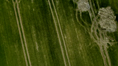 Aerial-drone-take-off-looking-down-on-green-barley-fields-with-tractor-rut-tracks-on-soil
