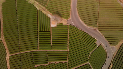 Slow-aerial-rising-drone-shot-over-Obuchi-Sasaba-green-tea-farm-in-Japan-with-people
