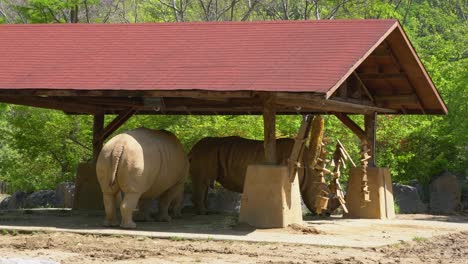 Two-white-rhinos-standing-peaceful-in-shade-of-shelter-in-zoo-on-sunny-day