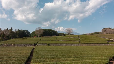 Incredible-time-lapse-at-green-tea-fields-in-Japan-with-Mount-Fuji-in-background
