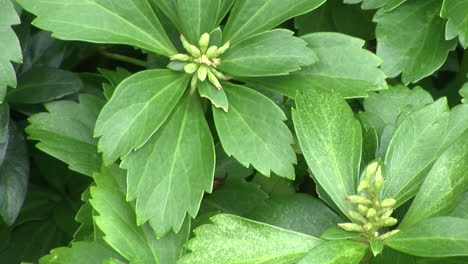 Close-up-of-pachysandra-plants-in-garden-bed