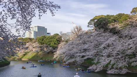 Schnellboot-Zeitraffer-Mit-Sakura-Kirschblüten-Bei-Chidorigafuchi-In-Tokio