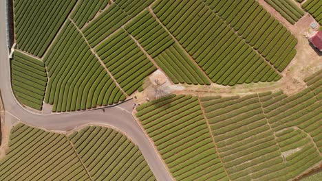Slow-aerial-rotating-lowering-shot-over-green-tea-fields-in-Japan