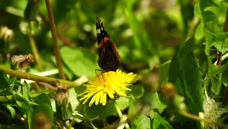 Schmetterling-Mit-Schwarzen-Und-Orangefarbenen-Formen,-Die-Sich-Von-Gelber-Blume-Ernähren