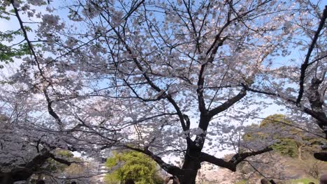 Fast-pan-across-cherry-blossom-trees-in-full-bloom-and-people-taking-pictures