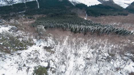 Drone-diving-down-a-snow-covered-mountain,-entering-a-scenery-of-spruce-forest,-quickly-flying-over-the-tree-tops-in-Norway