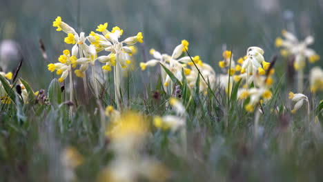 Delicate-wild-Cowslip-flowers-in-an-uncultivated-meadow-in-Worcestershire,-England-at-dusk-with-their-flower-heads-closed