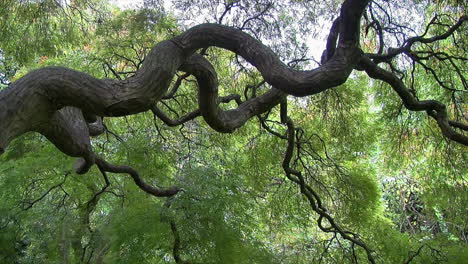 Curvy-branches-of-lacy-leaf-Japanese-maple-tree-