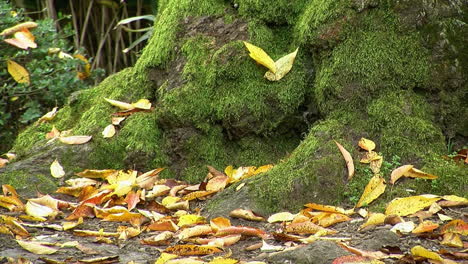 Fallen-autumn-leaves-lie-around-moss-covered-tree-trunk