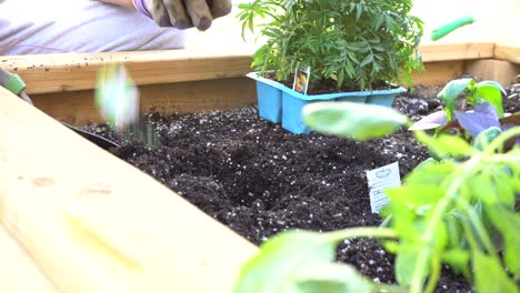 Transplanting-seedlings-into-the-garden-boxes-in-Spring---isolated