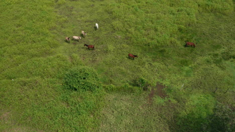 Aerial-of-herd-of-wild-horses-standing-peaceful-in-green-field,-Costa-Rica