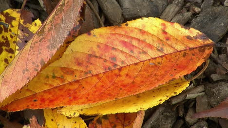 Close-up-of-colorful-autumn-leaves-on-ground