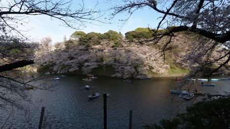 Boats-peacefully-on-water-on-Sakura-moat-in-Central-Tokyo