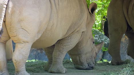White-Rhino-eating-dry-grass-from-concrete-floor-in-zoo-in-shade