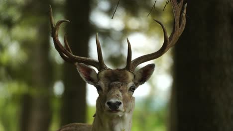 Deer-portrait-of-whitetail-with-large-horns-on-forest-trees-background