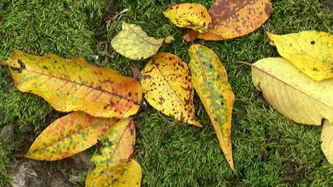 Colorful-autumn-leaves-resting-on-moss