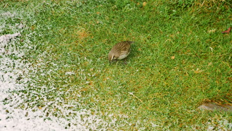 Close-up-shot-of-wild-bird-looking-for-food-in-grass-during-snowfall-at-Kepler-Track,New-Zealand